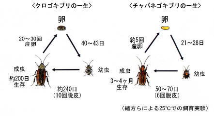 イラスト：クロゴキブリとチャバネゴキブリの一生の図
