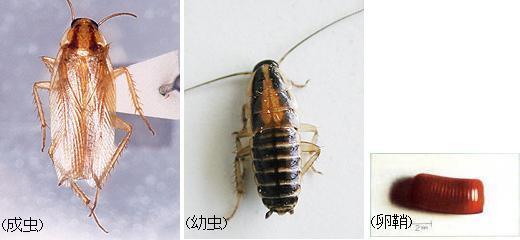 チャバネゴキブリの写真（成虫・幼虫・卵鞘）