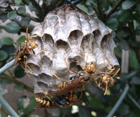 写真:アシナガバチの巣
