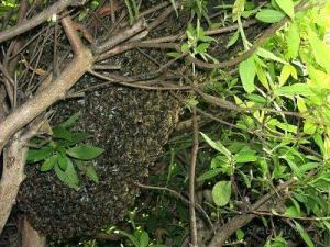 写真:ミツバチのぶんぽう群