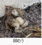 らんのうの写真