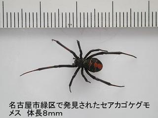 写真：名古屋市緑区で発見されたセアカゴケグモ。全体黒色で背面中央に赤色の斑紋があります。