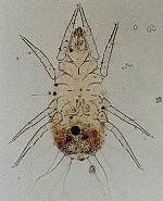 写真:ケナガコナダニ