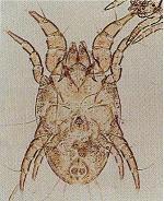 写真:コナヒョウヒダニ