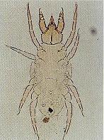 写真:ミナミツミダニ