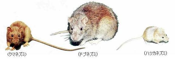 写真：クマネズミ、ドブネズミ、ハツカネズミ