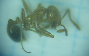 アカカミアリの写真