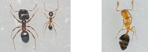 ヒアリと似ている在来種