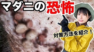 動画サムネイル：マダニの啓発動画のYouTube