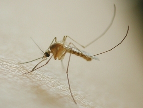 写真：アカイエカ