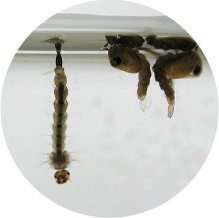 写真：ヒトスジシマカの幼虫とさなぎ