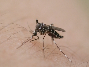 写真：吸血中のヒトスジシマカ