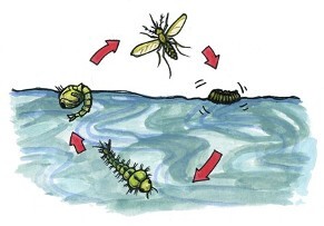 イラスト：蚊の一生