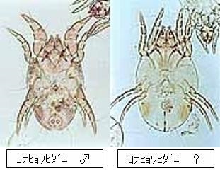 ヒョウヒダニの写真