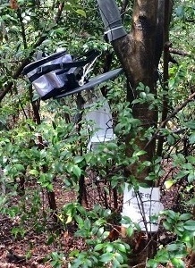 ドライアイストラップの写真