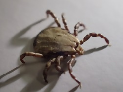 ベルルスカクマダニ