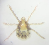 ベルルスカクマダニ幼虫