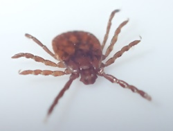 フタトゲチマダニ