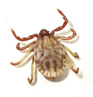 ヤマアラシチマダニ