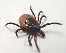 ヒトツトゲマダニ