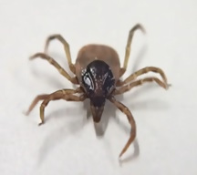 アカコッコマダニ