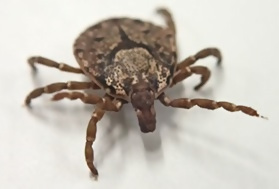 タカサゴキララマダニ