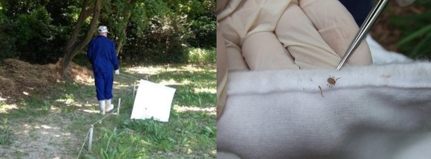 左は調査風景の写真で、右は捕獲したマダニの写真です。