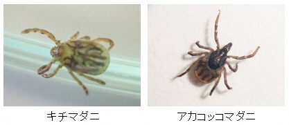 生活衛生センターが捕獲したマダニの写真です。
