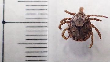 タカサゴキララマダニ成虫の写真です。