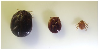 吸血したマダニの写真です。