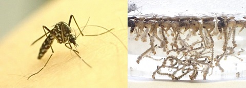 蚊の成虫、幼虫および蛹の写真