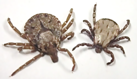 ベルルスカクマダニとタカサゴキララマダニの写真