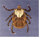 ベルルスカクマダニのメスの写真