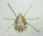 ベルルスカクマダニ幼虫の写真