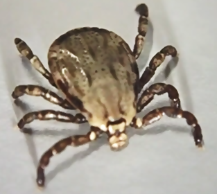 ベルルスカクマダニのオスの写真