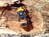 コガタスズメバチの越冬の写真