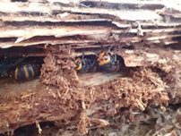 コガタスズメバチの多頭越冬の写真