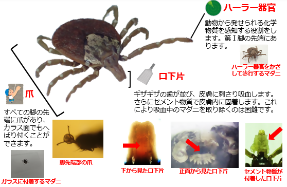マダニの写真。　全ての脚の先端に爪があり、ガラス面でもへばりつくことができる。　口下片というギザギザの歯が並び、皮膚に刺さり吸血する。更にセメント物質で皮膚内に固着する。　第1脚の先端に動物から発せられる化学物質を感知するハーラー器官をもつ。