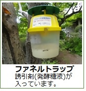 誘引トラップ(ファネルトラップ)の写真