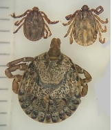 マダニ成虫写真