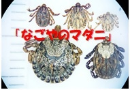 写真:公衆衛生セミナー「なごやのマダニ」サムネイル画像