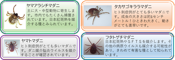 捕獲したマダニの写真