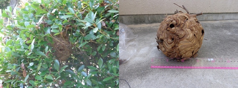 写真:7月中旬のコガタスズメバチの巣 直径16センチでハンドボールのような大きさと形でした。