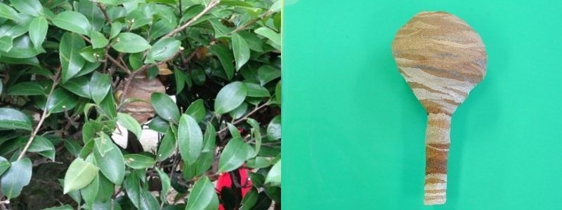 写真:6月初旬のコガタスズメバチの巣 できたばかりの巣で、ボールのように丸い形ではなく一輪ざしをひっくり返したような形でした。