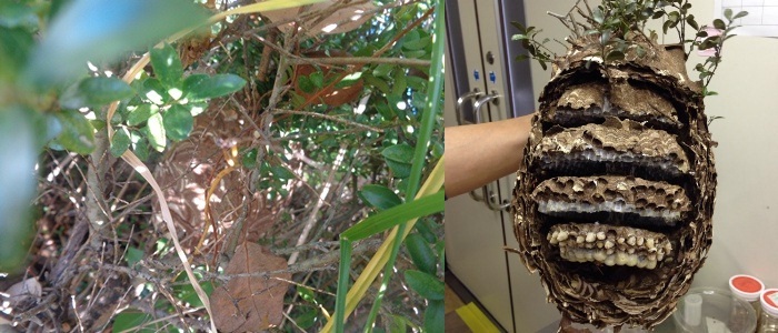 写真:10月下旬に見つかったコガタスズメバチの巣