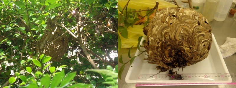 写真:9月中旬に見つかったコガタスズメバチの巣です。直径20センチ強のボールのような形でした。