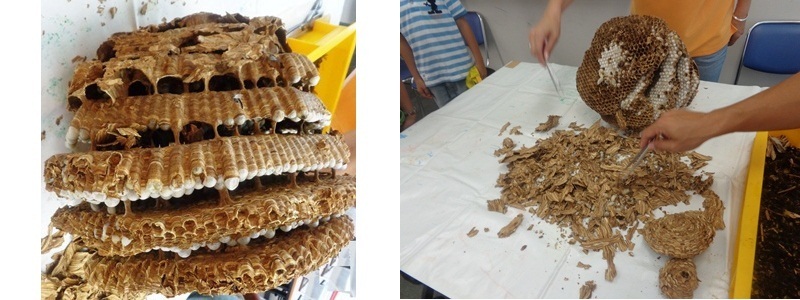 写真:8月初旬に見つかったモンスズメバチの巣です。高さ約40センチ、幅約30センチ、巣盤は9層もありました。