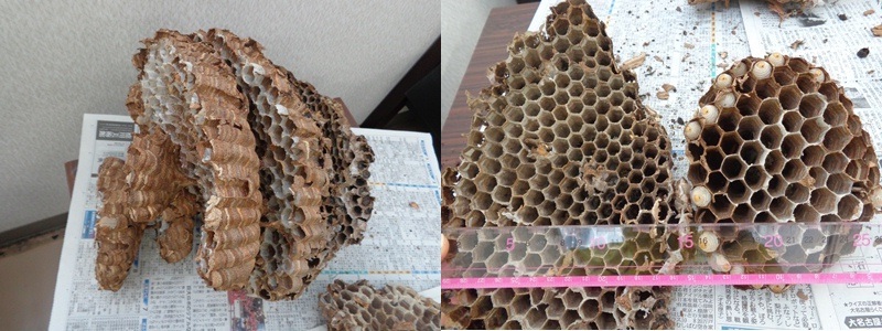 写真:11月下旬に見つかったオオスズメバチの巣