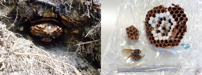 写真:7月初旬のオオスズメバチの巣