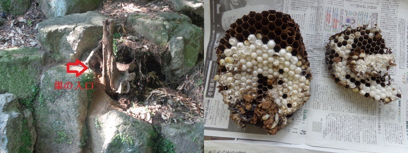 写真:9月中旬に見つかったオオスズメバチの巣を外から見た様子と巣盤
